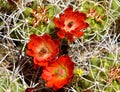 Desert Cactus Flowers