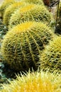 Desert Cactus Globes