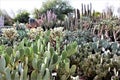 Desert Botanical Garden Phoenix, Arizona, United States Royalty Free Stock Photo