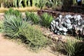 Desert Botanical Garden Phoenix, Arizona, United States Royalty Free Stock Photo