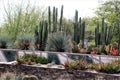 Desert Botanical Garden Phoenix, Arizona, United States Royalty Free Stock Photo