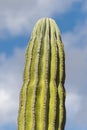 Desert cactus in mexico Royalty Free Stock Photo