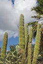 Desert cactus in mexico Royalty Free Stock Photo