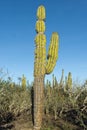 Desert cactus in mexico Royalty Free Stock Photo