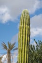 Desert cactus in mexico Royalty Free Stock Photo