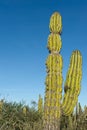 Desert cactus in mexico Royalty Free Stock Photo