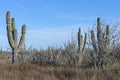 Desert cactus in mexico Royalty Free Stock Photo
