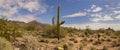 Desert cactus and mountains landscape