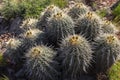 Desert Cactus Plant Heads in Grand Canyon Arizona