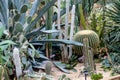 Desert Cactus garden in Rockefeller greenhouse in Cleveland,Ohio Royalty Free Stock Photo