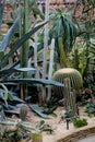 Desert Cactus garden in Rockefeller greenhouse in Cleveland, Ohio Royalty Free Stock Photo