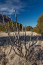 Desert cactus skeleton on winter New Mexico plain, mountain background, American Southwest