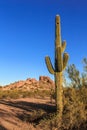 Desert Cactus