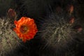 Desert cactus spring flower bloom