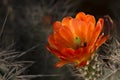 Desert cactus spring flower bloom Royalty Free Stock Photo