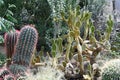 Desert Cactus and Succulent Garden Conservatory in New Mexico Royalty Free Stock Photo