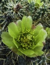 Desert cactus yellow waxy wildflower