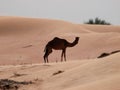 Camel the ships of the desert Royalty Free Stock Photo