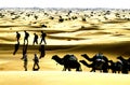 Desert camel