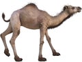 Desert Camel Animal Illustration Isolated