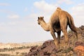Desert and camel Royalty Free Stock Photo
