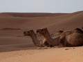 Camel the ships of the desert Royalty Free Stock Photo