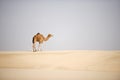 Desert camel