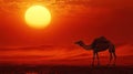 Desert camel silhouette at fiery sunset Royalty Free Stock Photo