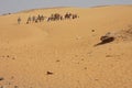 Desert Camel Train, Sahara Desert, Morocco Royalty Free Stock Photo