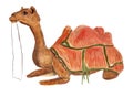 Desert camel watercolor illustration