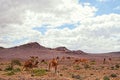 Desert and camels Royalty Free Stock Photo