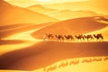 Desert camels team Royalty Free Stock Photo