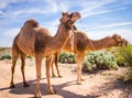 Desert Camels