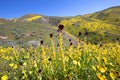 Desert Candle Flower Royalty Free Stock Photo