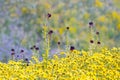 Desert Candle Flower Royalty Free Stock Photo