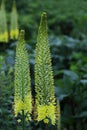 Desert Candle Flower Plant Royalty Free Stock Photo