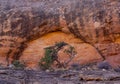 Desert canyon vegetation