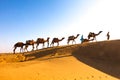 Desert Caravan India