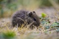 Desert Cavi, Lihue Calel National Park, La Pampa Royalty Free Stock Photo