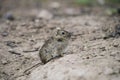 Desert Cavi, Lihue Calel National Park, La Pampa Royalty Free Stock Photo