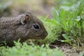 Desert Cavi, Lihue Calel National Park, La Pampa Royalty Free Stock Photo