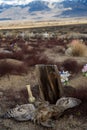 Desert Cemetery With Weathered Wood Grave Marker And Spread Wings Of Found Dead Owl