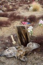 Desert Cemetery With Weathered Wood Grave Marker And Spread Wings Of Found Dead Owl