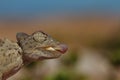 Desert Chameleon preparing to shoot