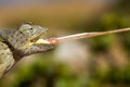 Desert Chameleon with shooting tongue