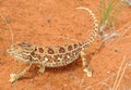 A desert chameleon in the Namib Desert