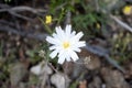 Desert Chicory