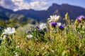 Desert Chicory and Phacelia wildflowers blooming in Anza Borrego Desert State Park during a spring super bloom, south California Royalty Free Stock Photo