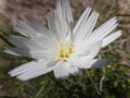 Desert Chicory, desert wildflower