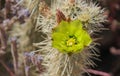 Desert Cholla Bloom in Early Spring Royalty Free Stock Photo